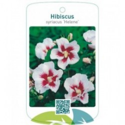 Hibiscus syriacus ‘Helene’