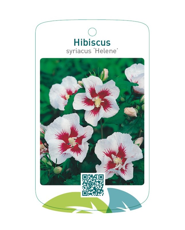 Hibiscus syriacus ‘Helene’
