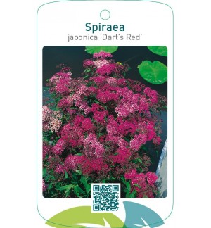 Spiraea japonica ‘Dart’s Red’