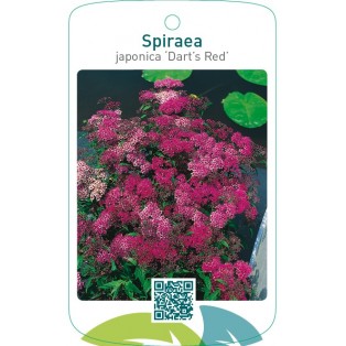 Spiraea japonica ‘Dart’s Red’