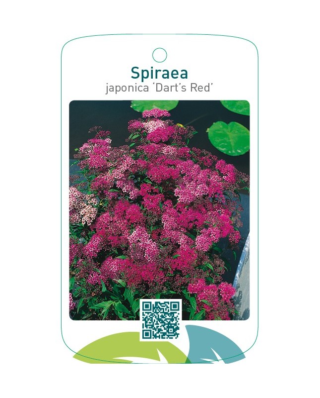 Spiraea japonica ‘Dart’s Red’