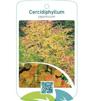 Cercidiphyllum japonicum