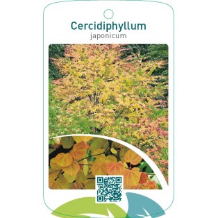 Cercidiphyllum japonicum