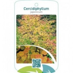Cercidiphyllum japonicum