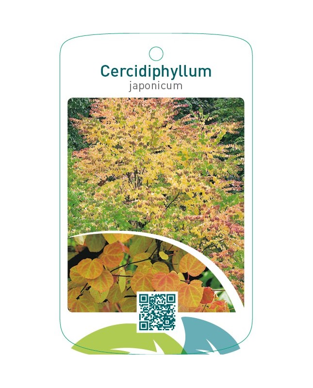 Cercidiphyllum japonicum