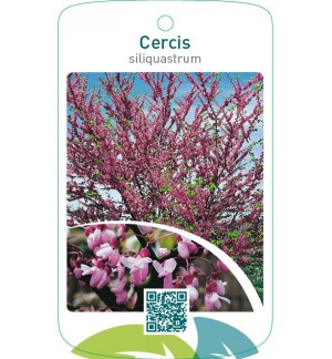 Cercis siliquastrum