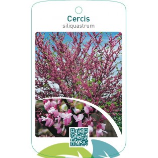 Cercis siliquastrum