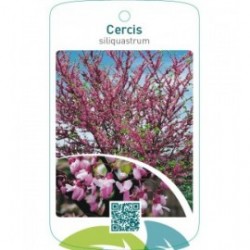 Cercis siliquastrum