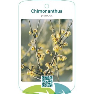 Chimonanthus praecox