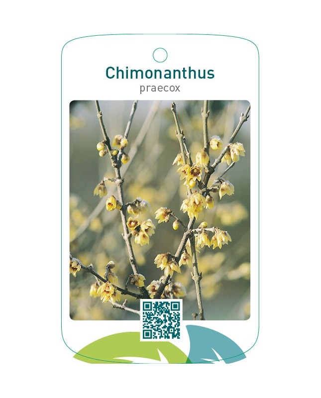 Chimonanthus praecox