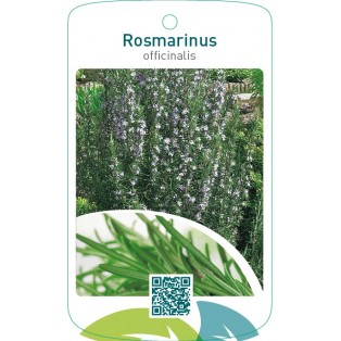 Rosmarinus officinalis