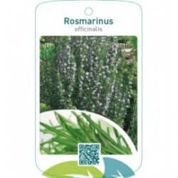 Rosmarinus officinalis