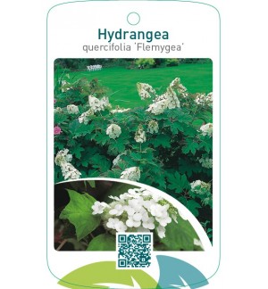 Hydrangea quercifolia ‘Flemygea’