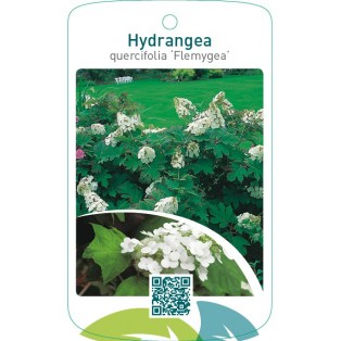 Hydrangea quercifolia ‘Flemygea’