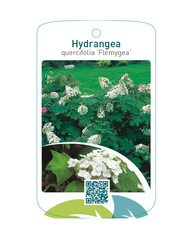 Hydrangea quercifolia ‘Flemygea’