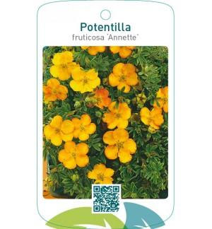 Potentilla fruticosa ‘Annette’