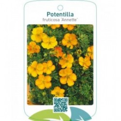 Potentilla fruticosa ‘Annette’