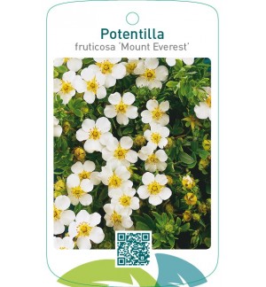 Potentilla fruticosa ‘Mount Everest’