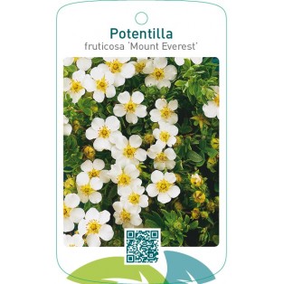 Potentilla fruticosa ‘Mount Everest’