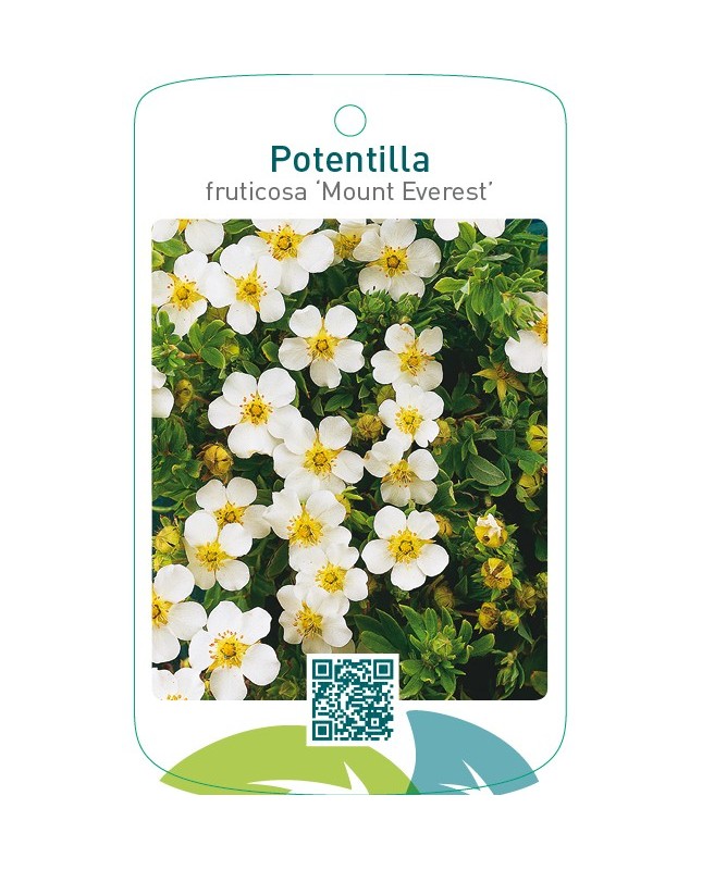 Potentilla fruticosa ‘Mount Everest’