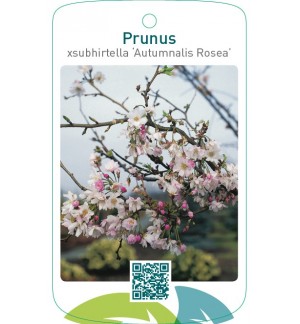 Prunus xsubhirtella ‘Autumnalis Rosea’
