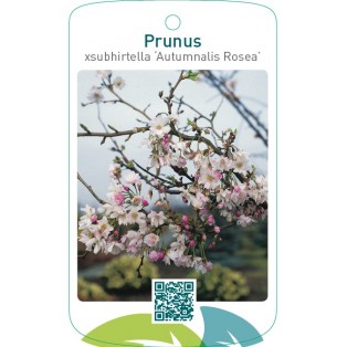Prunus xsubhirtella ‘Autumnalis Rosea’