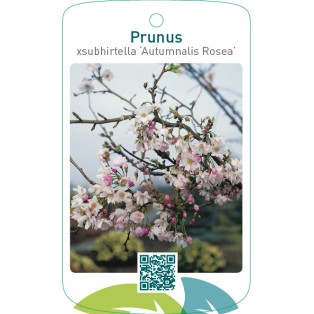 Prunus xsubhirtella ‘Autumnalis Rosea’