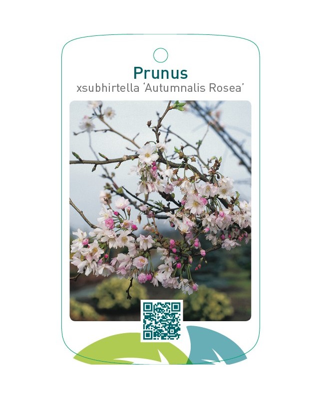 Prunus xsubhirtella ‘Autumnalis Rosea’