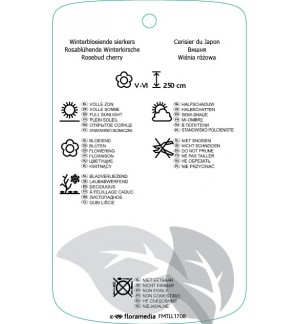 Etichette di Prunus xsubhirtella ‘Autumnalis Rosea’ *