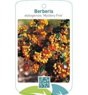 Berberis xlologensis ‘Mystery Fire’