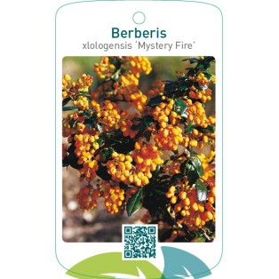 Berberis xlologensis ‘Mystery Fire’