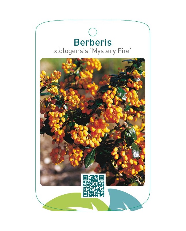 Berberis xlologensis ‘Mystery Fire’