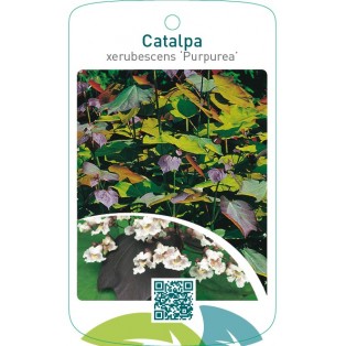 Catalpa xerubescens ‘Purpurea’