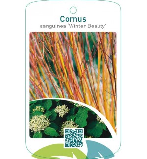 Cornus sanguinea ‘Winter Beauty’