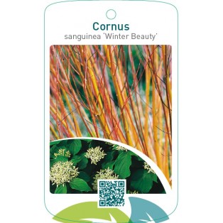 Cornus sanguinea ‘Winter Beauty’