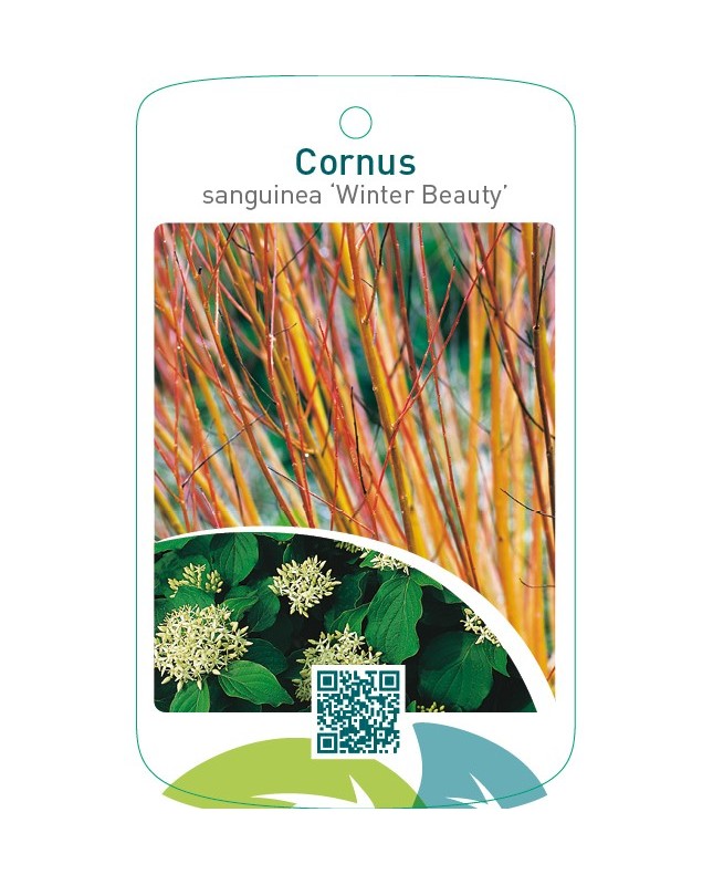Cornus sanguinea ‘Winter Beauty’