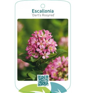 Escallonia ‘Dart’s Rosyred’