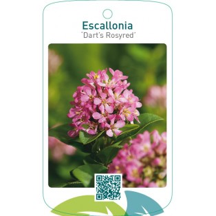 Escallonia ‘Dart’s Rosyred’