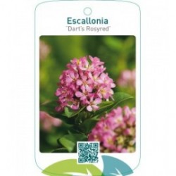 Escallonia ‘Dart’s Rosyred’
