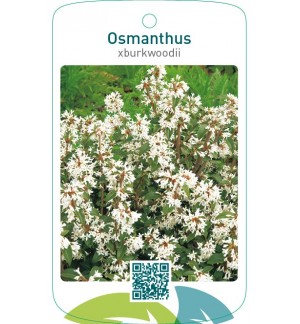 Osmanthus xburkwoodii