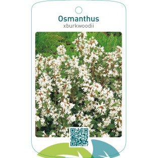 Osmanthus xburkwoodii