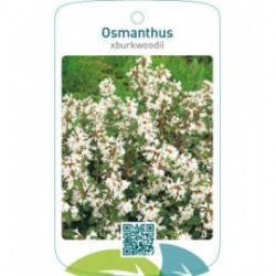 Osmanthus xburkwoodii