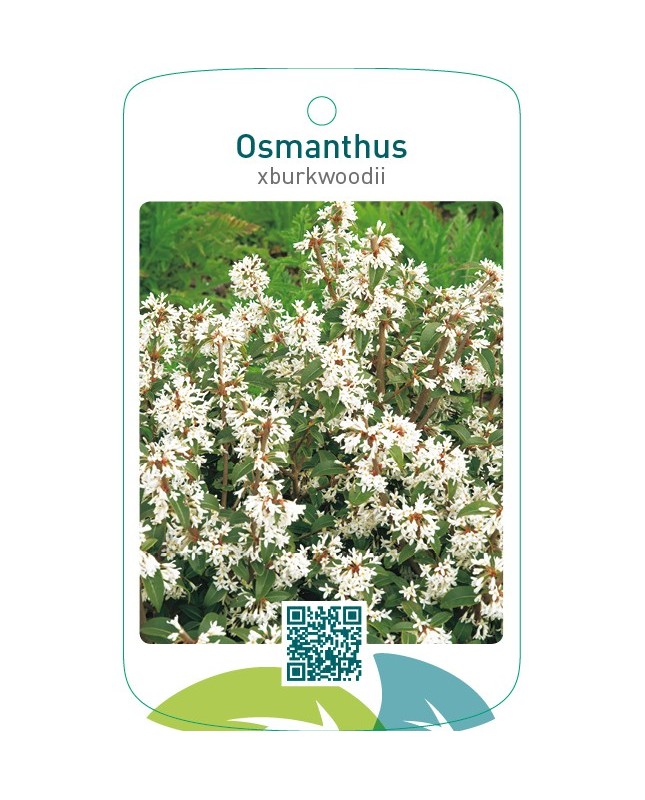 Osmanthus xburkwoodii