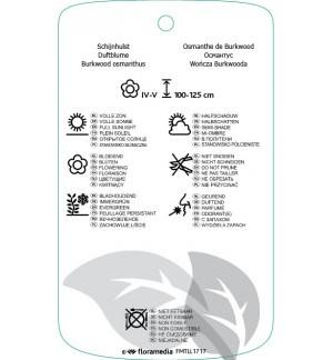 Etichette di Osmanthus xburkwoodii *