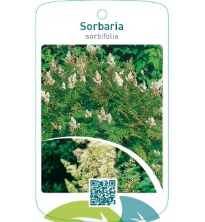 Sorbaria sorbifolia