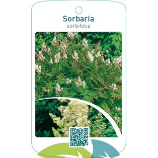 Sorbaria sorbifolia