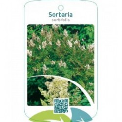 Sorbaria sorbifolia