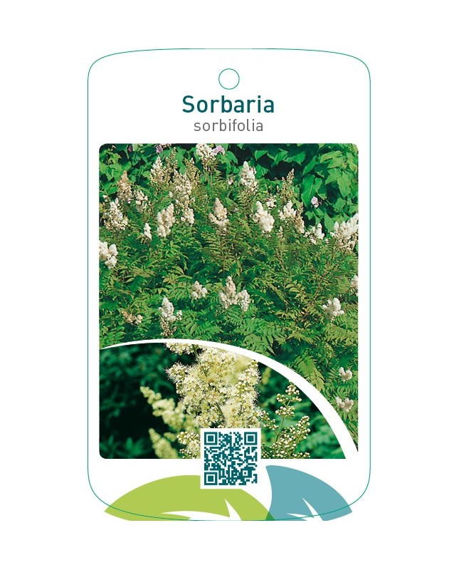 Sorbaria sorbifolia