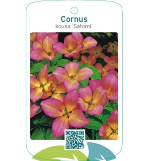 Cornus kousa ‘Satomi’