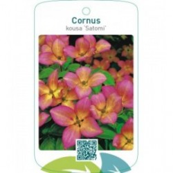 Cornus kousa ‘Satomi’